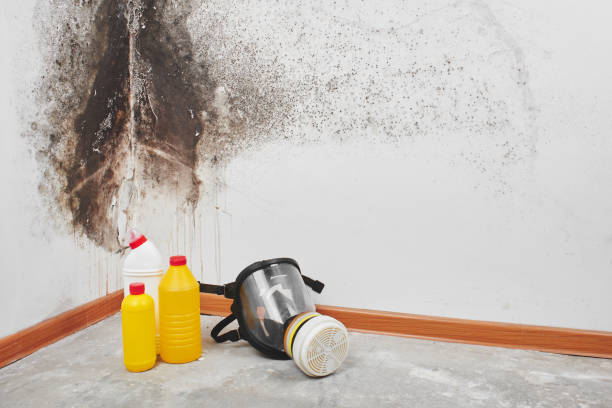 Best Attic Mold Removal  in Princeton, FL