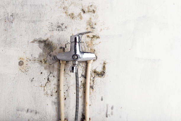 Best Local Mold Removal Service  in Princeton, FL