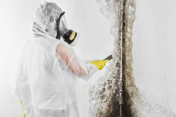 Best Attic Mold Removal  in Princeton, FL