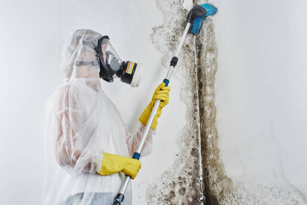 Mold Testing and Removal in Princeton, FL