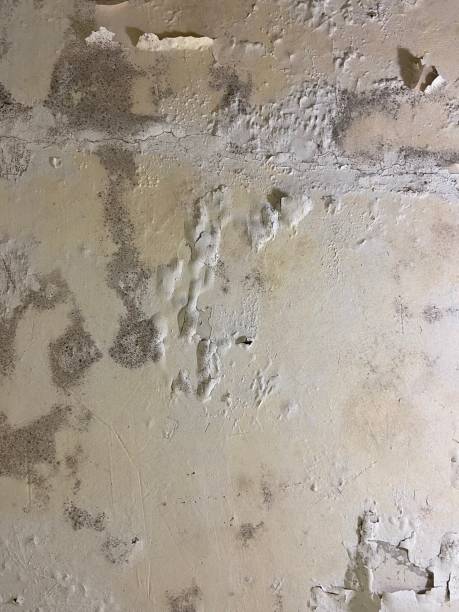 Office Mold Removal Services in Princeton, FL