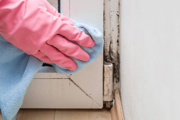 Best Commercial Mold Removal  in Princeton, FL