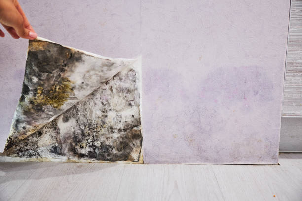 Best Residential Mold Removal  in Princeton, FL